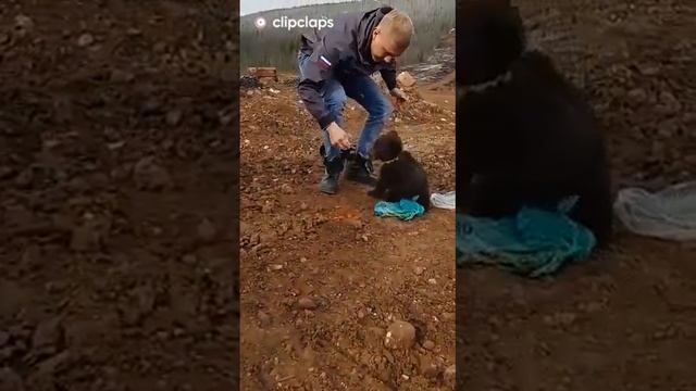 наглый медвежонок смотреть онлайн