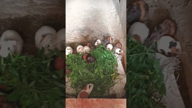 Guinea Pigs### 🤔😍😲 смотреть онлайн