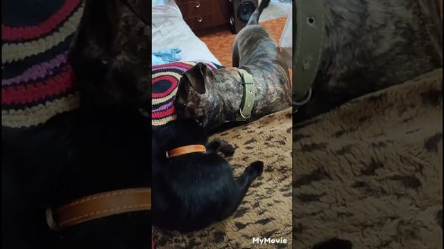 Смешные питомцы/Планы немного изменились/Времени не хватает/Сходила к родне смотреть онлайн