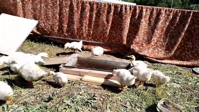 Купание гусей. смотреть онлайн