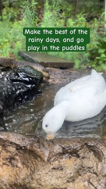 You got this💚 #Ducks #Inspiration #RainyDay #FarmAnimals #Shorts #ShortsFriends #Pets #Animals смотреть онлайн