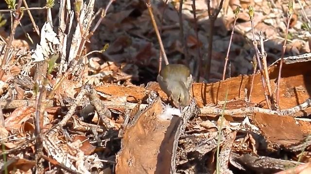 P4270013 смотреть онлайн