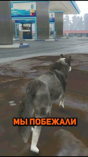 Я СЛУЧАЙНО УКУСИЛ ДЕВУШКУ И ОНА СТАЛА СОБАКОЙ в GTA 5 (GTA 5 RMRP / Криминальная Москва) #rmrp #gta смотреть онлайн