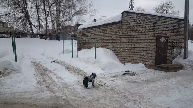 Ворона дразнит Элвиса смотреть онлайн