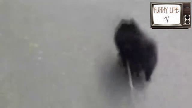 Приколы с собачками смотреть онлайн