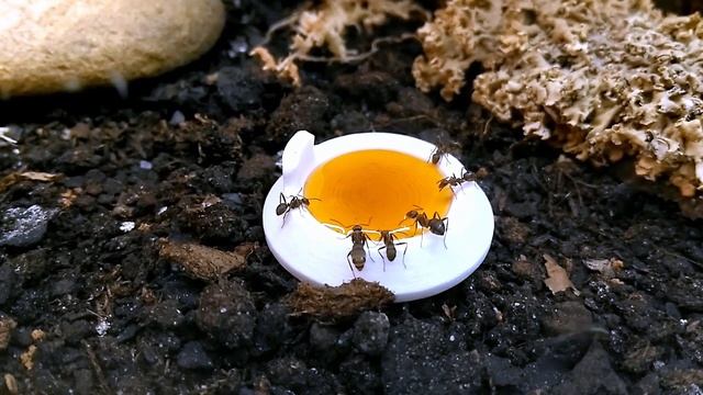 Formica rufibarbis смотреть онлайн
