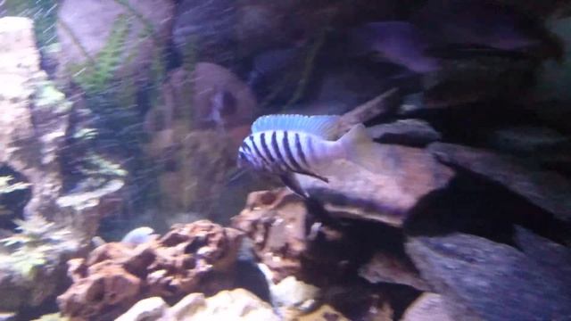 Maylandia zebra BB смотреть онлайн