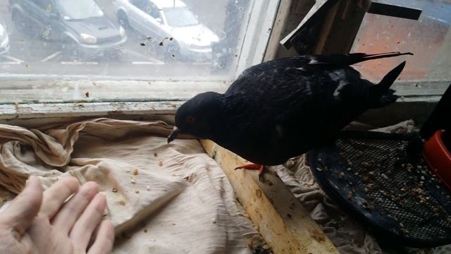 Васька кушает ч.1 13/04/2017 смотреть онлайн