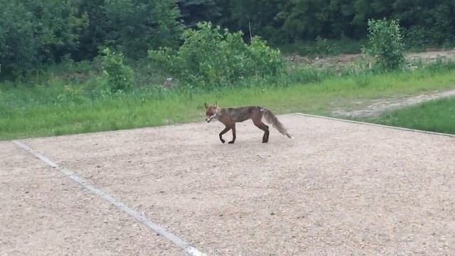 рыжий-бесстыжий смотреть онлайн