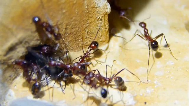 Aphaenogaster texana 2 смотреть онлайн