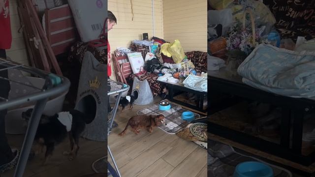 Кнопа 🥰 смотреть онлайн