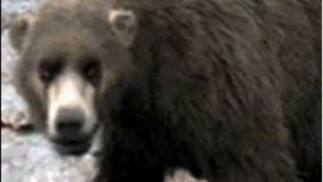 Cave Bear Reconstruction Roar