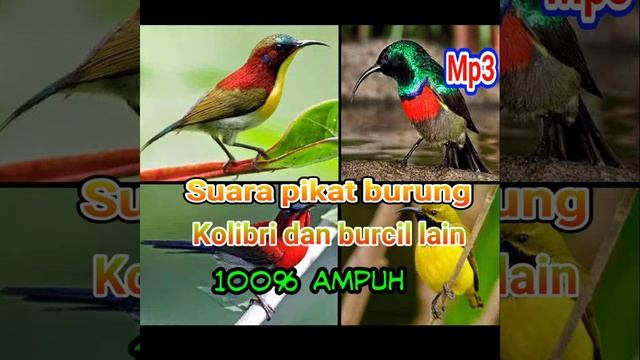 suara pikat Kolibri dan burcil lain mp3 смотреть онлайн