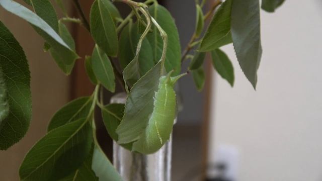 Butterfly pre-pupa and pupation (Apatura metis) x 16 speed смотреть онлайн