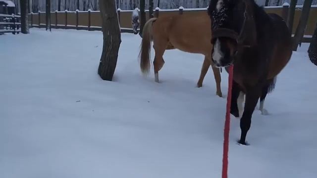 Когда конь умнее чем кажется смотреть онлайн