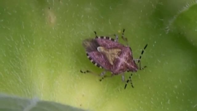 PUNAISE des Baies/Eté/Dolycoris baccarum ! BRUITX смотреть онлайн