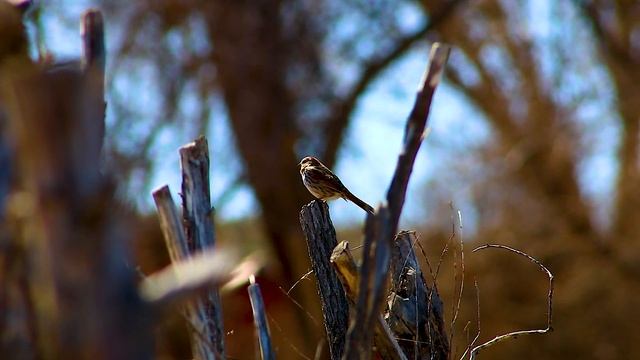 Malheur Wildlife Refuge: A Late Winter Day of Birding смотреть онлайн