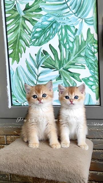 Милашки - очаровашки! 🤗🤗🤗 Золотые котята, ждут родителей! Слева котик, свободный! смотреть онлайн