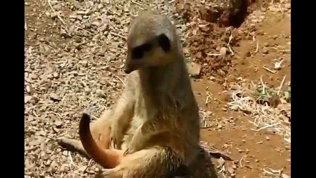 Смешные Животные Забавный Сурикат смотреть онлайн