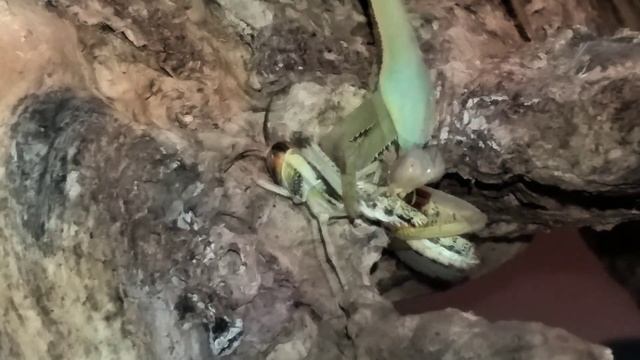 Locust meets Mantis! (Stagmatoptera femoralis) смотреть онлайн