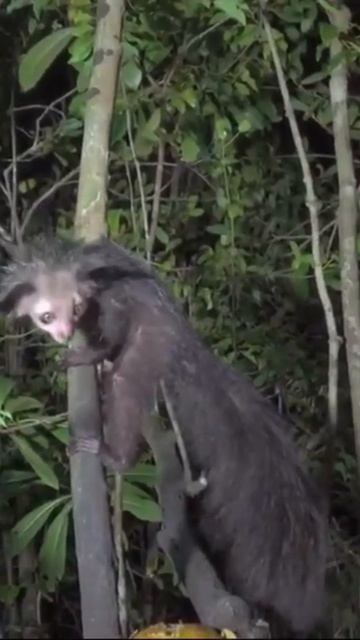 30 days 30 rare Animals -DAY 1 смотреть онлайн