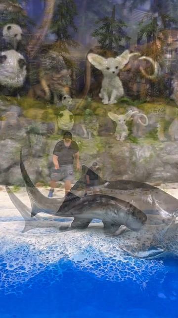 🌎 Hugo Filmed Video Of The Placoderm Dunkleosteus Zaha #shorts #trending #model смотреть онлайн