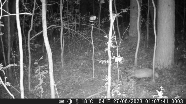 Барсуки/Badgers/27.06.2023 смотреть онлайн