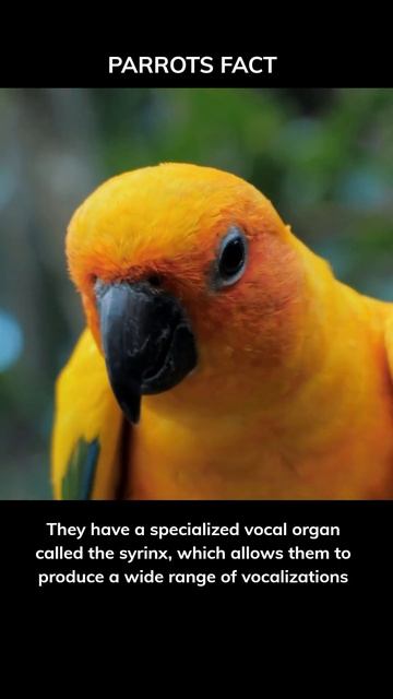 Parrots are Amazing 🦜😍💕 #shorts #animalfacts смотреть онлайн