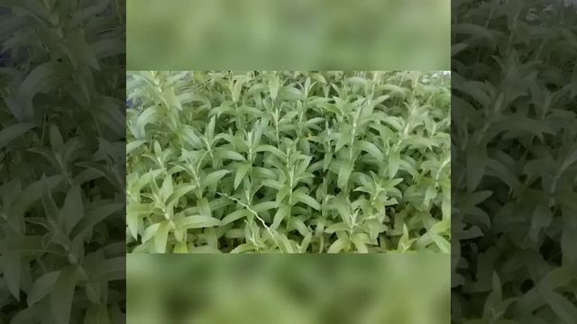 М'ЯТА польова. смотреть онлайн