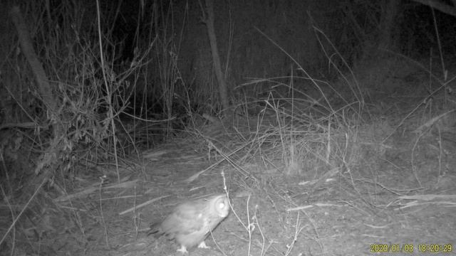 Болотная сова