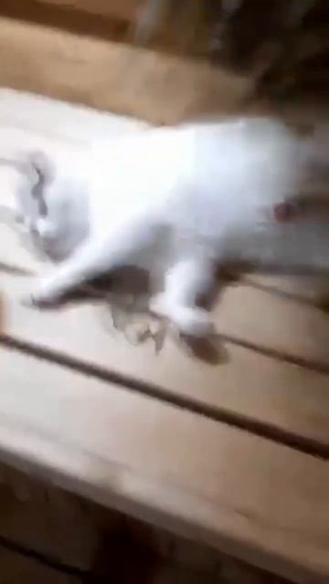 Кот с хозяином в БАНЕ- Смех))🤣Gato en sauna con su dueño смотреть онлайн