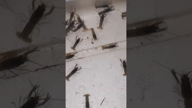 темпы роста рачат #АККР# за 30 дней смотреть онлайн