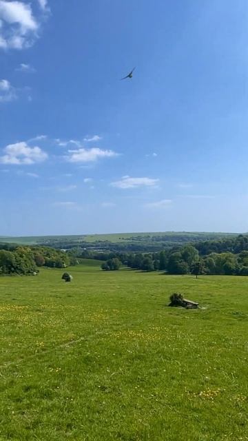 What a majestic bird #blender #3d #bird #nature смотреть онлайн