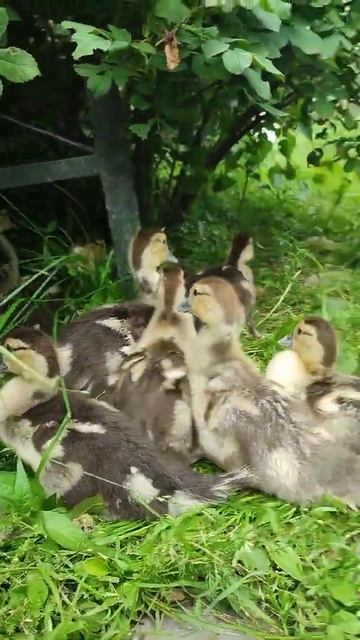Утята индоутки с охраной. 🦆🐥Indo-duck ducklings with security. смотреть онлайн