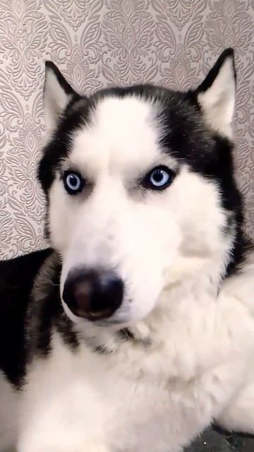 У Вас дома кто главный? #собака #хаски #cat #кошка #dog смотреть онлайн