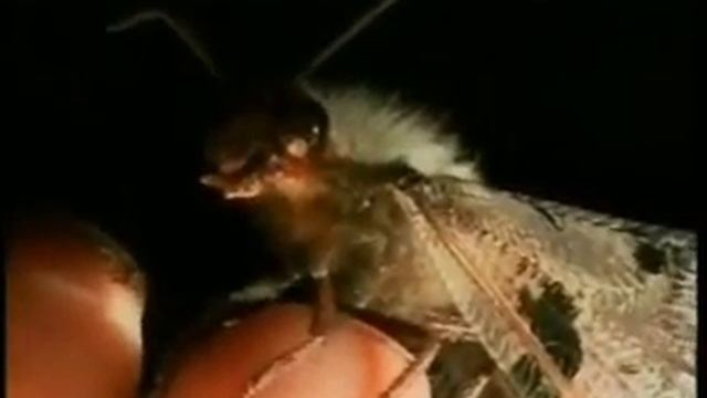 AntLion (insect) Djuma PM 03/13/08 смотреть онлайн