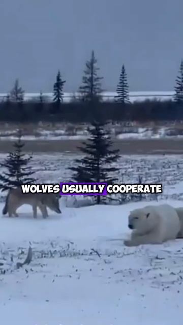 The Centuries-Long Rivalry Between Polar Bears and Wolves смотреть онлайн