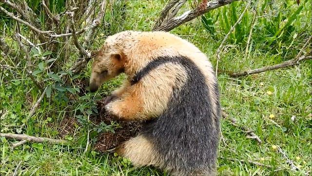 Oso hormiguero chico. смотреть онлайн