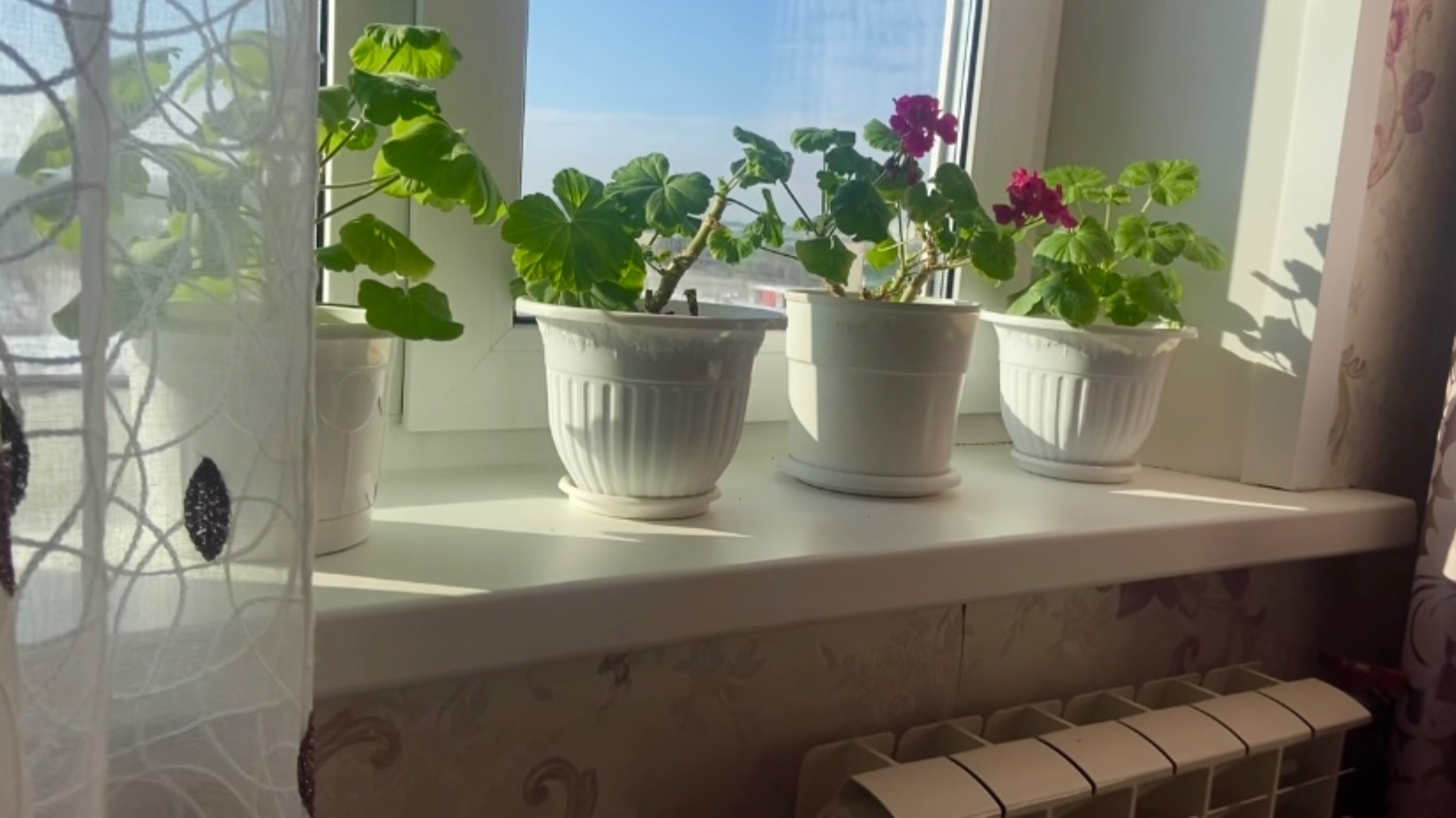 Обзор моих пеларгоний на зимнем подоконнике. смотреть онлайн