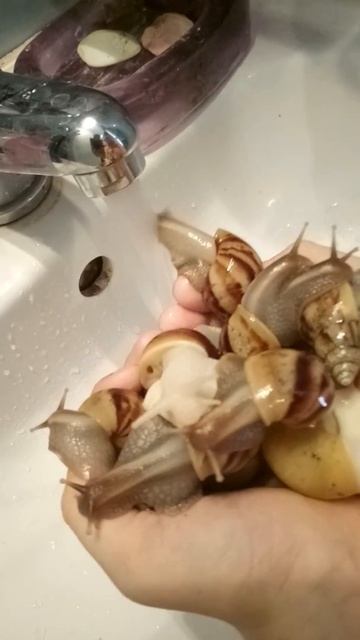улитки пьют воду из крана смотреть онлайн