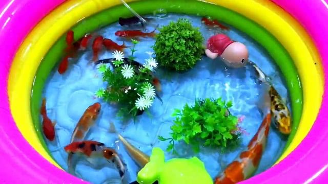 Top Beautiful Ornamental Scorpion, Koi Fish, Goldfish, Aquarium with Great decoration of Fish Tank смотреть онлайн