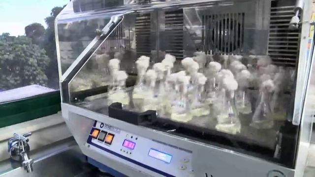 Amazônia News | Aedes albopictus: Dengue, Zika e Chikungunya смотреть онлайн