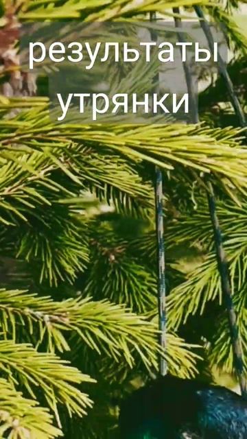 Весенняя охота на селезня кряковой утки. Результаты утрянки. #весенняя #охота #манок #селезень #утк смотреть онлайн