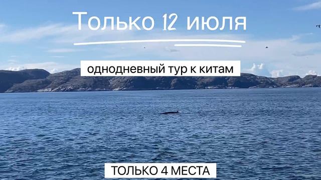 Однодневный тур к китам 12 июля смотреть онлайн