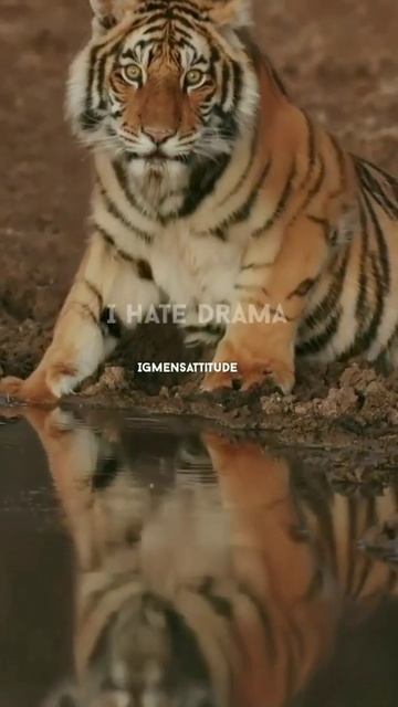 subscribe me 🙏🙏 #shorts #tiger | tiger #lion #animals #wolf #panther #fox смотреть онлайн