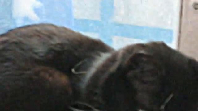 Кошка Маруся.Cat killer flowers. смотреть онлайн