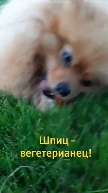 Шпиц - вегетерианец.#омск #уфа #собакен #чархан смотреть онлайн