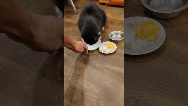 Мура чавкалка 3 Августа 2024. смотреть онлайн