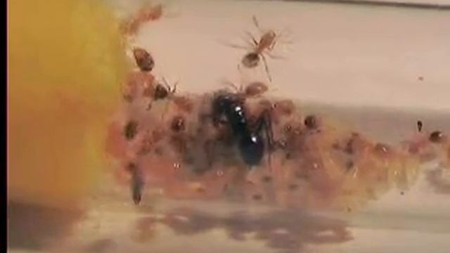Lasius fuliginosus 00 смотреть онлайн