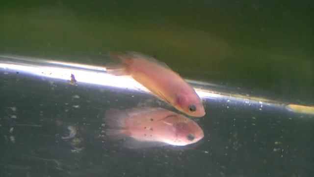 Z20110723-F18 Betta splendens смотреть онлайн